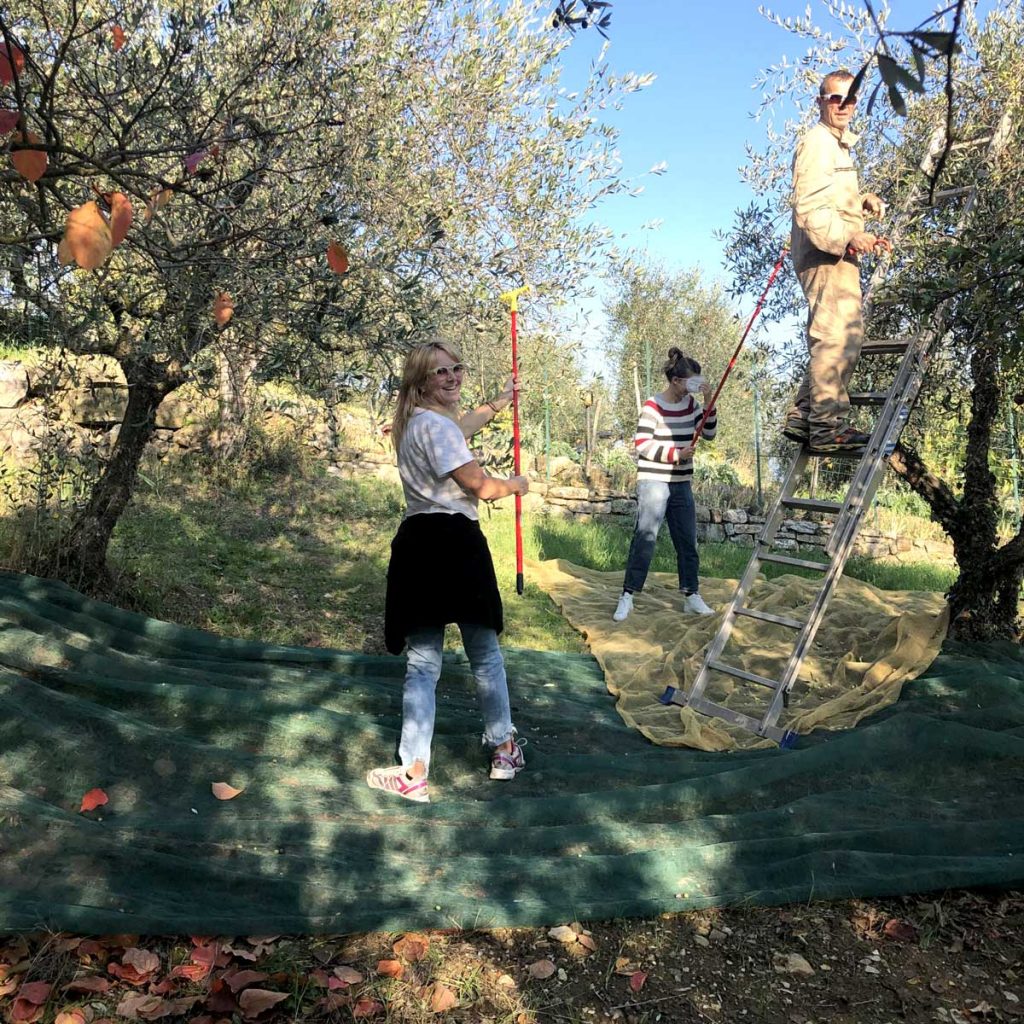 Picking Olives at Accidental Tourist