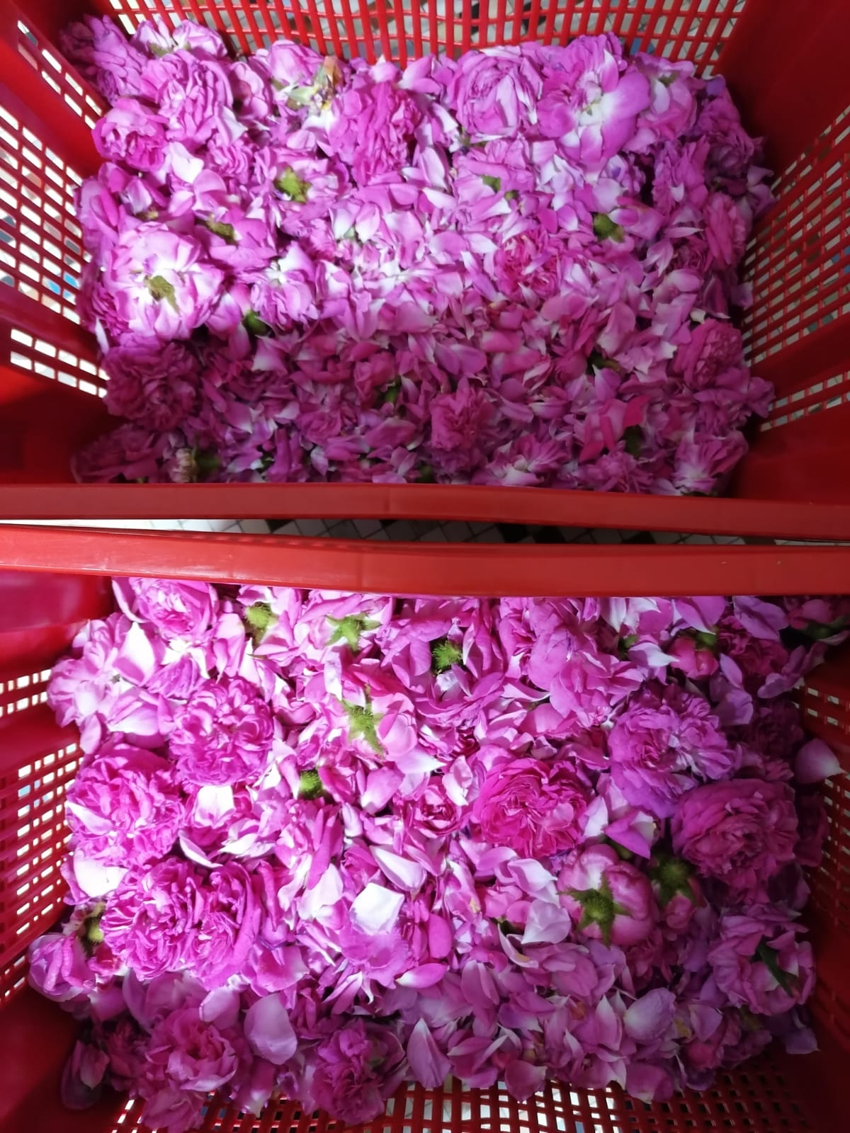 a crate of rose petals