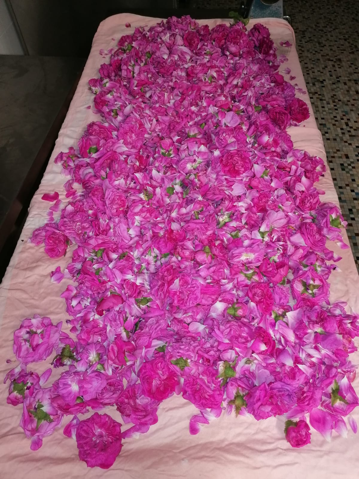 rose petals getting dry
